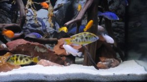 Цихлидник на 450 л. Цихлиды малави, аквариум с корягами, малавийцы, аквариум