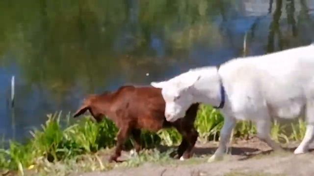 Белгород, Дубовое. смотреть онлайн