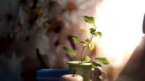 Г.Н.Сытин.Животворящая сила.Исцеляющий Настрой "На снятие возбуждения  сердца"