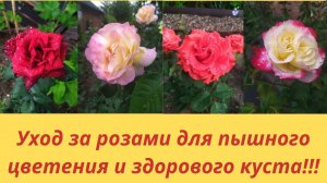Цветение Роз в моем саду !!! Подкормка и Обработка от болезней и вредителей,Садовые советы!