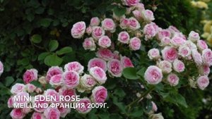 ROSE//ТОП-6 лучших мини- плетистых роз для выращивания в контейнерах