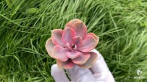 Echeveria Rainbow Variegated