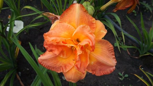 Лилейник GLADYS CAMPBELL смотреть онлайн