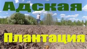 Адская плантация // Ответы на вопросы // Жизнь в деревне