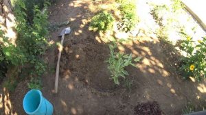 Не удержалась и купила новые растюхи для сада