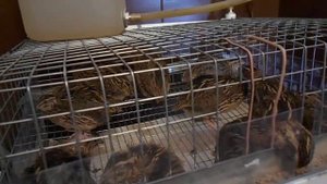 Выращивание перепелок в условиях городской квартиры. Часть №6