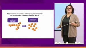 Биология. 8 класс. Органические вещества клетки /11.09.2020/