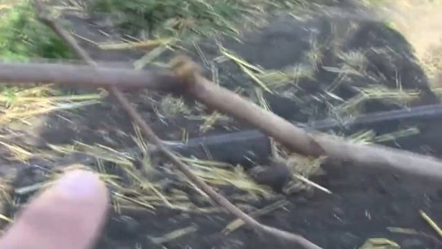 Открываем виноград после заморозка смотреть онлайн