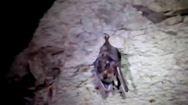 кажан з печери Оптимістичної смотреть онлайн