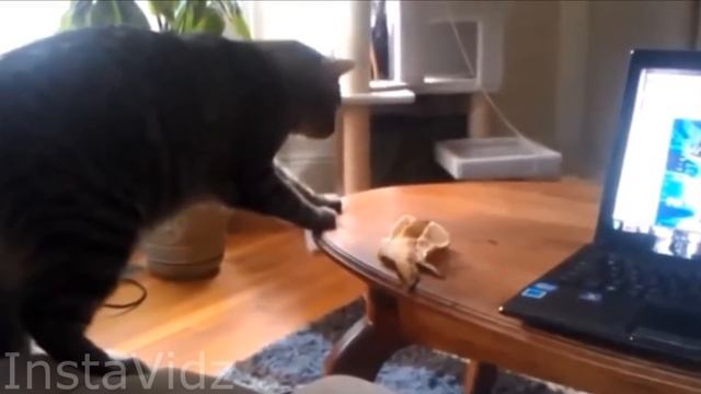 Best Scared Cats Compilation 2015 - FUNNY CATS смотреть онлайн