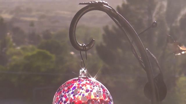Humming bird. Колибри - птичка-бабочка