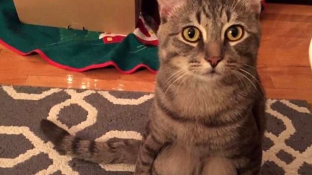 Пара приютила кота и обнаружила, что он не такой, как другие коты смотреть онлайн