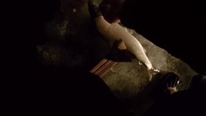 Ловля крупного сига.