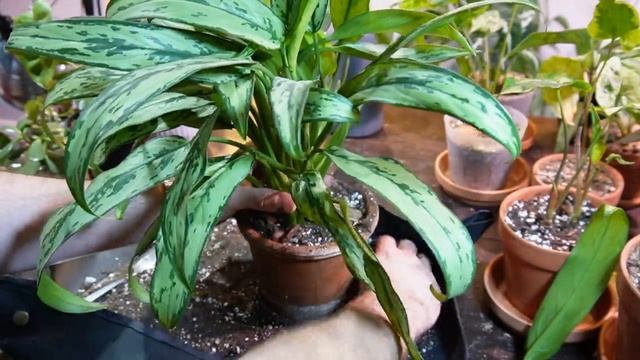 Potting Aglaonema Cuttings Together To Make Fuller Pot! | Aglaonema Cutlass And Christina Maria смотреть онлайн