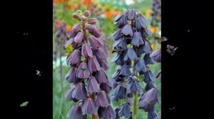 Рябчик или #Фритилярия #Fritillaria Garden flowers183 Декоративные растения