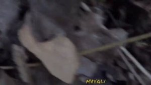 Несъедобные грибы. Рядовка мыльная.