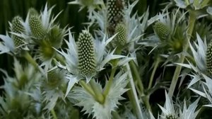 Эрингиум гигантский-красивая колючка.Консервируем глицерином.