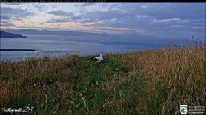 Royal Cam Albatross. Королевский Кэм Альбатросы.