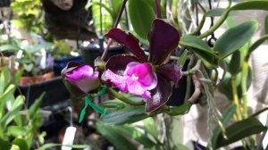 Цветение, развитие новых ростов  и цветоносов Cattleya aclandiae