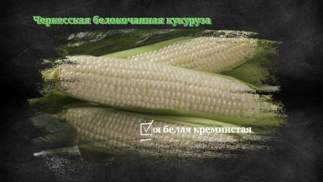 Кукуруза испанка 4 буквы