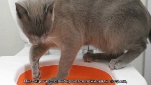 Русская голубая кошка: описание породы и характера