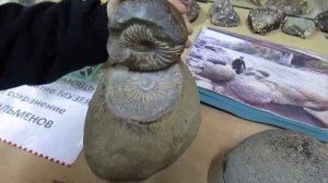 Аммониты и дольмен, Каменномостский, Адыгея