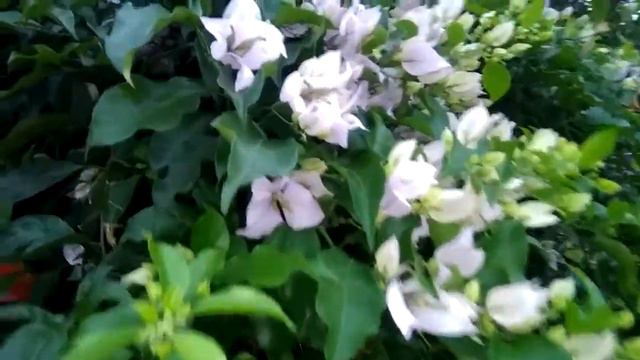 Bunga kertas Bougenville warna warni yang menimbulkan kesan damai dan asri di pagar halaman rumah смотреть онлайн