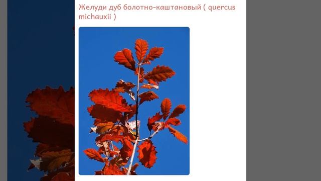 Желуди дуб болотно каштановый quercus michauxii купить продажа смотреть онлайн