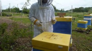 Отбор маток Карника