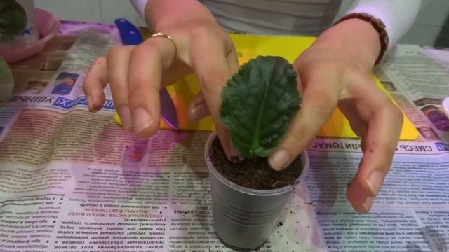 Укоренение листочка от Фиалочки,ОТДЕЛЕНИЕ ПАСЫНКА https://fialki-cheliabinsk.ru смотреть онлайн