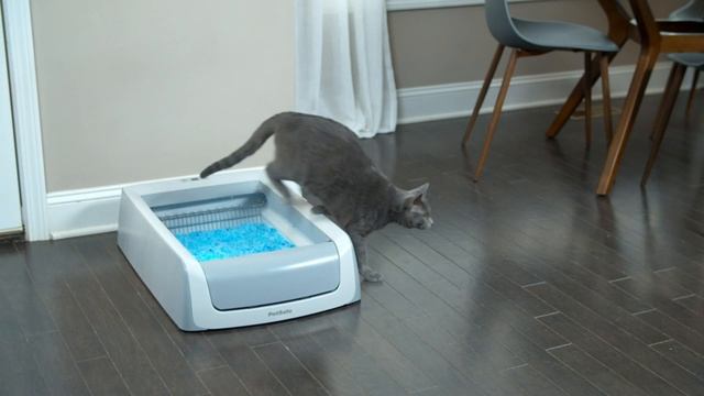 Top 5 Best Automatic Litter Boxes In 2023 смотреть онлайн