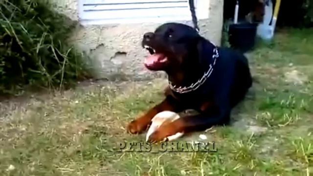 Rottweiler vs pitbull fight|| dog aggressive mode|| pitbull dog aggressive mode||dog fight смотреть онлайн