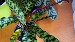 Марантовые - Растения за которыми интересно наблюдать и любоваться.