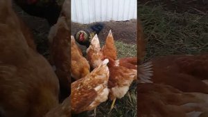 Куры против муравьев))