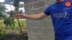 очистка кирпича от побелки