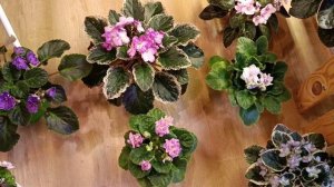 Воскресный обзор фиалок