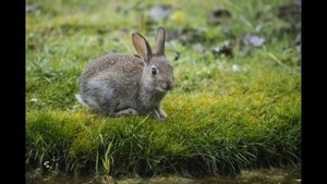 Сказка на ночь про зайку