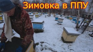 Зимовка в ППУ. Октябрь на пасеке