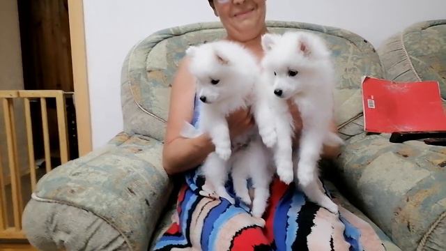 Щенки японского шпица Питомник ЮНИВЕРС ФАНТАЗМ