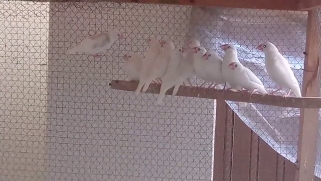 white Java Sparrow Box provide смотреть онлайн