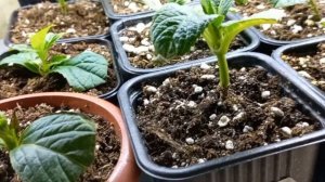 Как зимуют черенки гортензии у меня