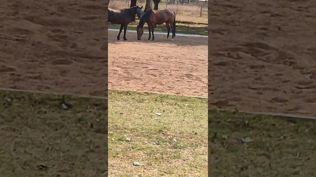 Horses horses New horse Esteban introduction to Bank. Bural comes over to check and call Esteban. ? смотреть онлайн