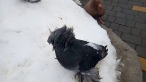 Бухарские барабанщики