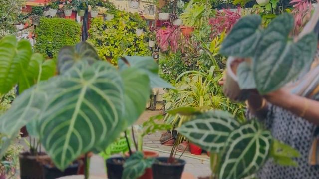 Anthurium Luxurians Plant’s Beauty |Hidayas Home 🪴