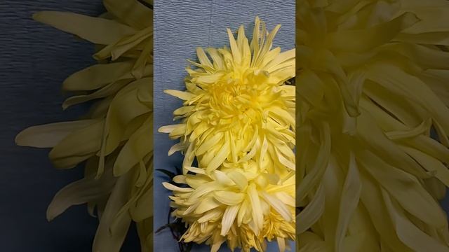 Желтые хризантемы 92 Golden Phil Houghton  #хризантема #chrysanthemum