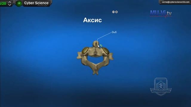 3D Обучение по анатомия – Осев скелет смотреть онлайн
