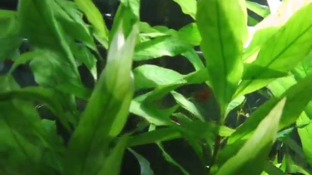 Тетры фон рио на черном фоне смотреть онлайн