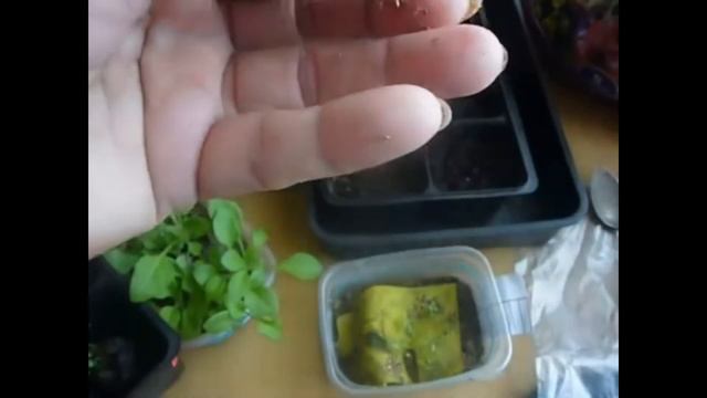 ВПЛ, петуния из ткани в кассеты. смотреть онлайн