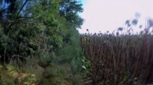 Охота на вяхиря. Охота осенью на диких голубей. Часть 1