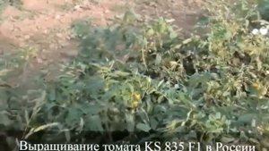 Выращивание низкорослого томата в открытом грунте из семян КИТАНО